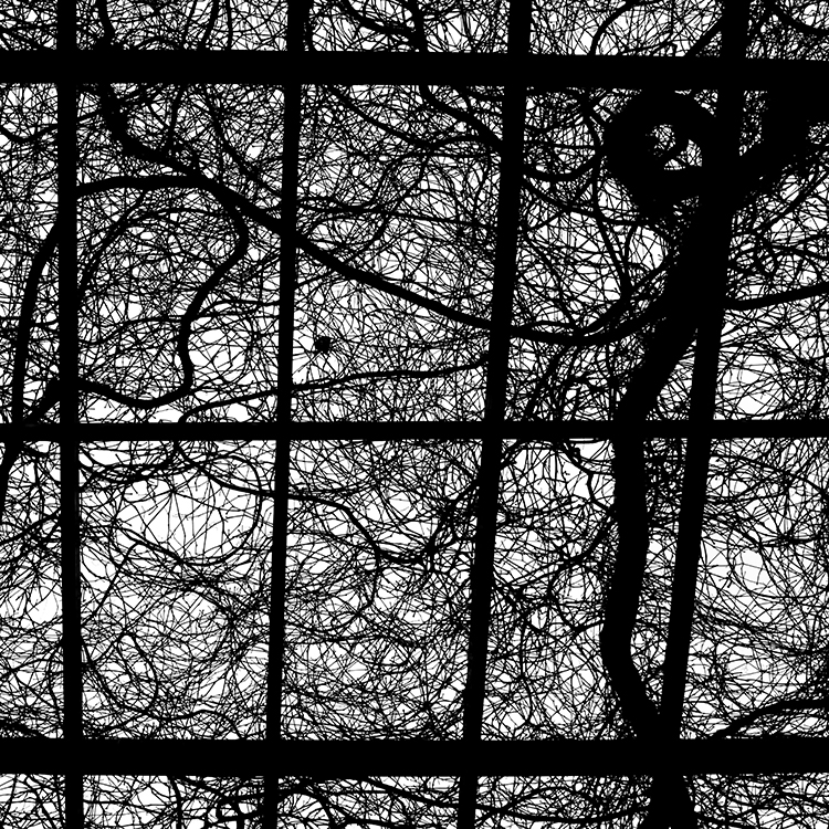 detail_plant