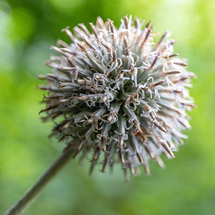 virus_plant